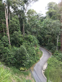 an aerial view of a winding road in the jungle