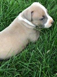 a small grey and white puppy laying in the grass