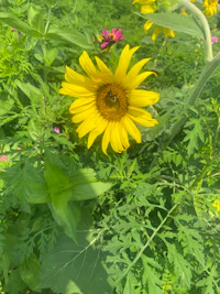 a sunflower with a bee in the middle of it