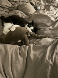 a black and white cat laying on a bed with a stuffed animal
