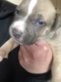 a small brown and white puppy being held by a person