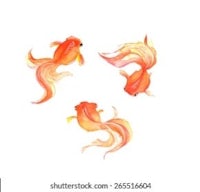 three goldfish on a white background