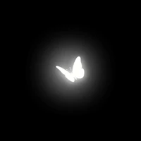 a white butterfly on a black background