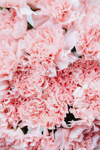 pink carnations in a vase