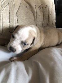 a white and brown puppy laying on top of a pillow