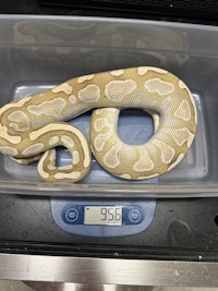 a ball python in a plastic container