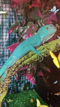 a blue iguana perched on a branch in a glass enclosure