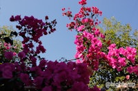 a tree with pink flowers against a blue sky