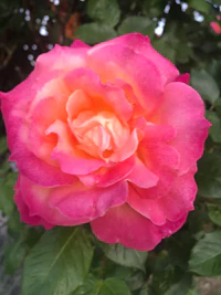 a pink and orange rose is growing in a garden