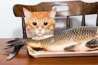 a cat looking at a fish on a plate