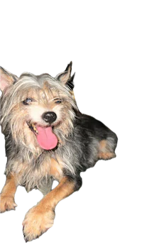 a dog with its tongue out laying on a black background