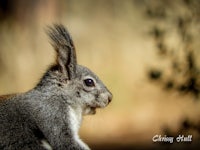 a squirrel is sitting on a branch with a tree in the background