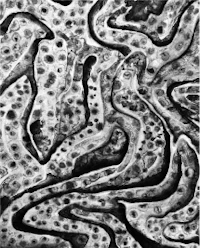 a black and white photo of a black and white pattern