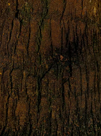 a close up of the bark of a tree