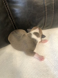 chihuahua puppy laying on top of a couch
