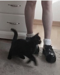 a black cat is standing next to a person's shoes