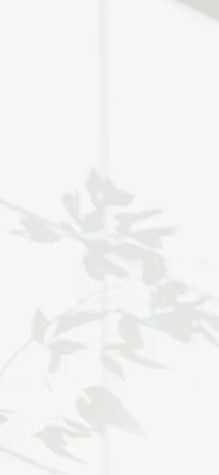 the shadow of a plant on a white wall