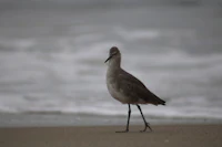 a bird standing on a beach