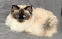 a siamese cat sitting on a gray blanket