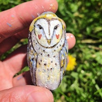 an owl painted on a rock in a person's hand