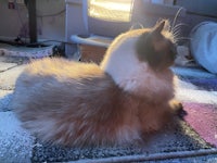 a cat sitting on a rug in front of a lamp