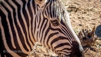 a close up of a zebra's face