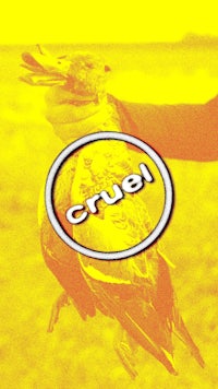 a person holding a bird with the word cruel on it
