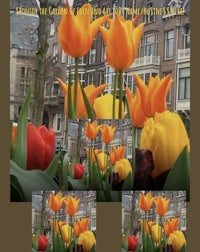 amsterdam tulips - screenshot