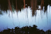 weeping willows reflected in a body of water