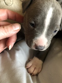 a person is petting a small grey pit bull puppy
