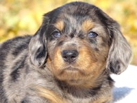 a small black and brown puppy laying on a blanket