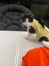 a black and white cat in a yellow shirt standing on a table