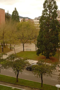 a tree in the middle of the road