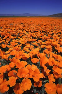 a field of orange poppies in california
