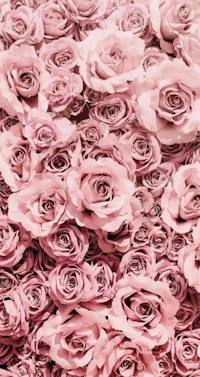 a bunch of pink roses are arranged on top of each other