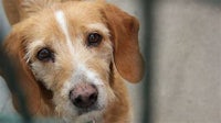 a brown and white dog looking through a fence