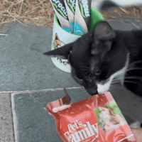 a black and white cat sniffing a bag of toothbrushes
