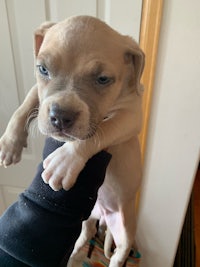 a small grey puppy being held up by a person