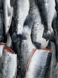 a pile of fish is piled up on top of each other