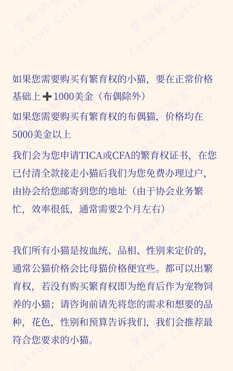 Catsup Cattery Newyork Breeder 学姐的猫舍 Cattery In New York Catsup Cattery Newyork Breeder 学姐的猫舍 Cattery In New York