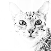 a black and white photo of a cat