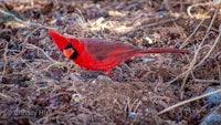 a red cardinal standing on the ground