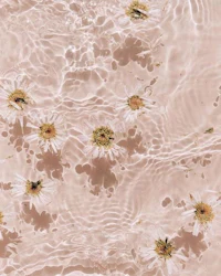 daisies floating in water on a pink background