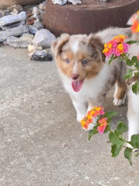 two puppies standing next to a pot of flowers