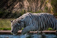 a white tiger walking in the water