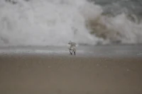 a bird walking on the sand