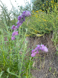 purple flowers growing in a field next to a fire hydrant