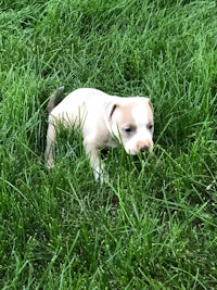 a small white and brown puppy in the grass