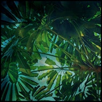 a view of a tree with green leaves and blue sky