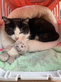 a black and white cat sleeping in a crate with a teddy bear